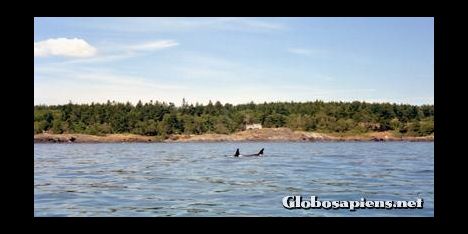 Postcard Killer whales at the coast of Vancouver Island