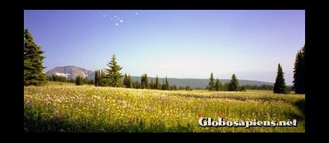 Postcard Flower Madows