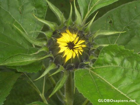 Postcard Half opened sunflower