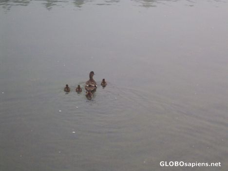 Postcard Ducks and Ducklings