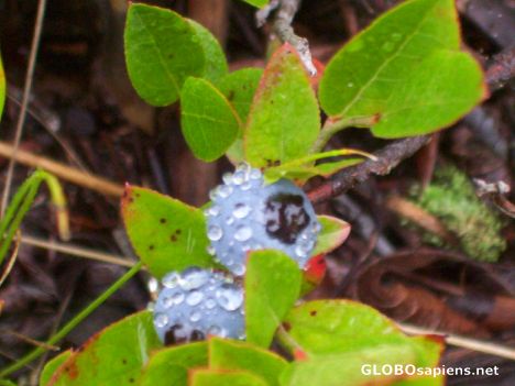 Postcard Wild blue berries and rain drops