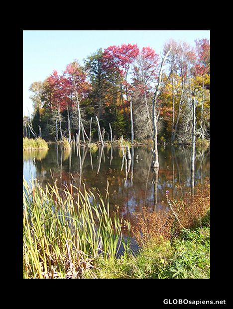 Swamp in the walking park, Hampton