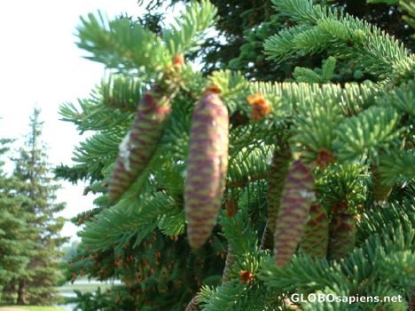Postcard Tree