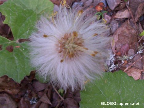 Postcard Dandelion