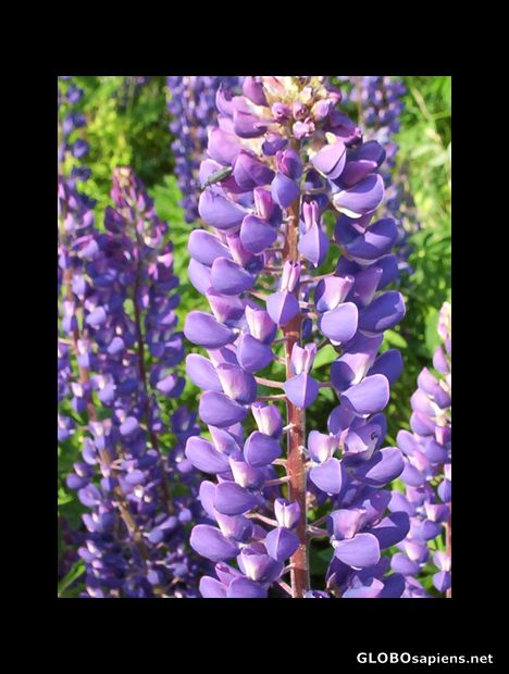 Postcard Purple Flower