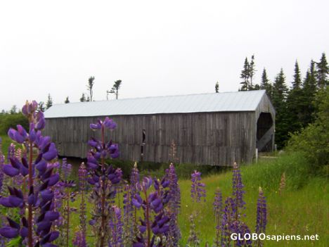 Postcard Little Lepreau covered Bridge.