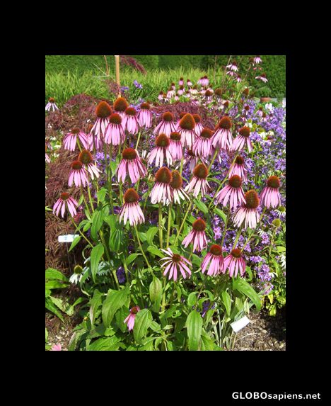 Postcard Purple coneflower