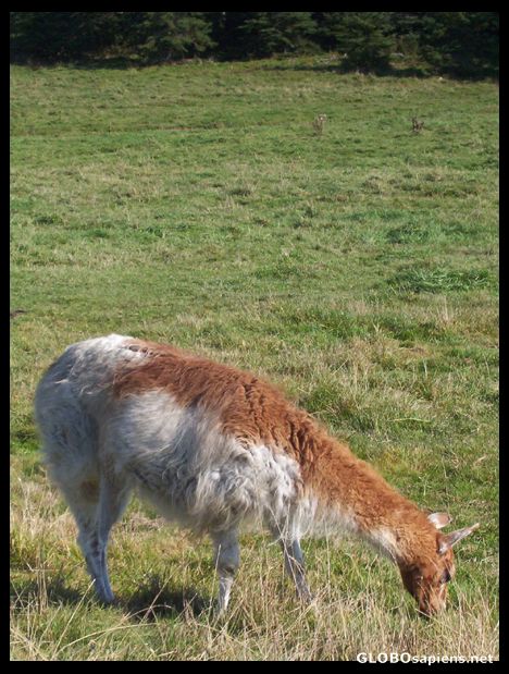 Postcard llama farm, Bloomfield Village