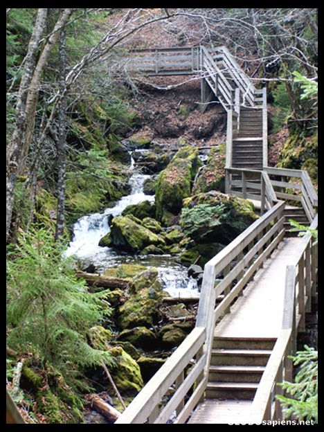 Postcard Dickson Falls in Fundy National Park, By Alma