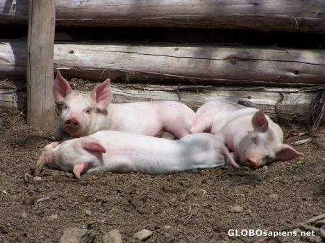 Postcard This little piggy went... Mazerolle Farm.
