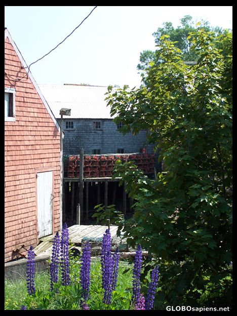 Postcard Lobster cages drying at high noon.