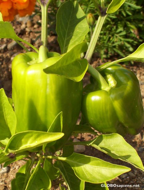 Postcard Peppers from the Vegetable Garden