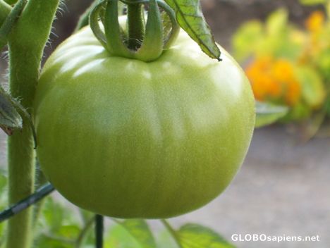 Postcard Tomato in the Vegetable Garden