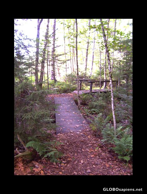 Postcard The Acadian Forest Trail