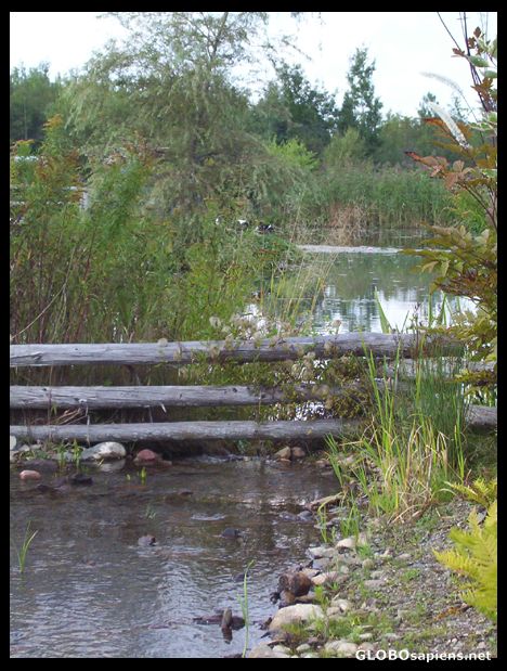 Postcard Pond by the Dutch Windmill