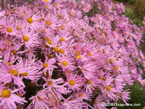 Postcard Butterfly Garden