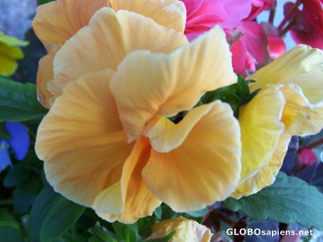 Postcard Flowers, Saint George, New Brunswick