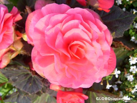 Postcard Rose, Saint George, New Brunswick