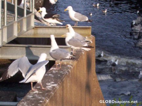 Postcard Seagulls on the Gorge, Saint George, New Brunswick