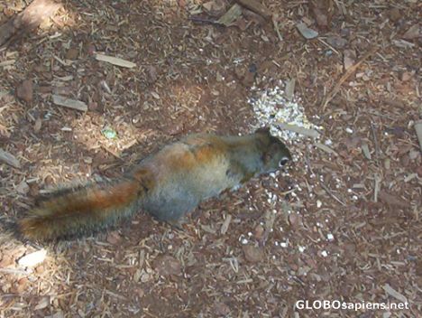 Postcard Squirrel at Irving Nature Park, Saint John, NB