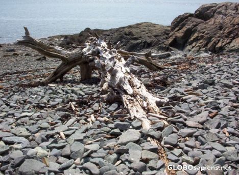 Postcard driftwood by a rocky beach, Irving Nature Park.