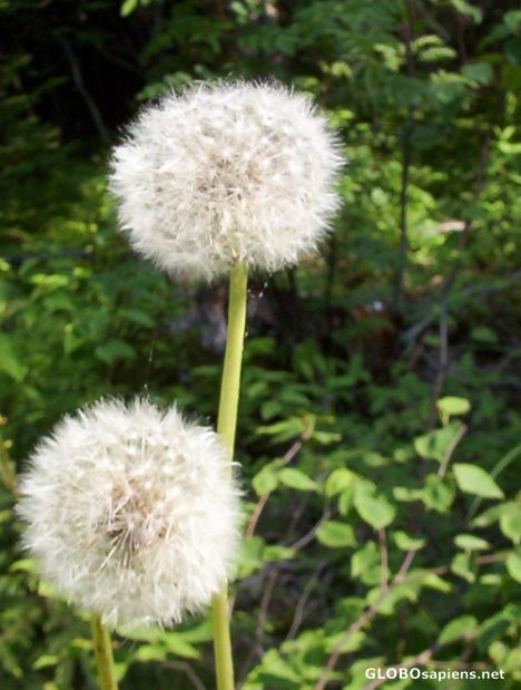 Postcard Dandelions in seeds.. Irving Nature Park.