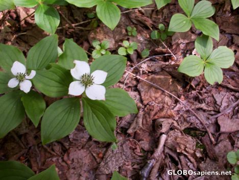 Postcard Bunchberry at Irving nature Park, Saint John, NB