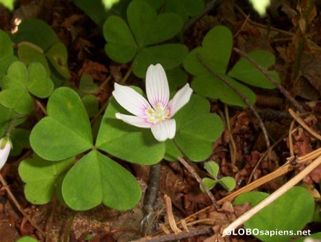 Postcard Wood Sorrel, Irving Nature Park, Saint John, NB