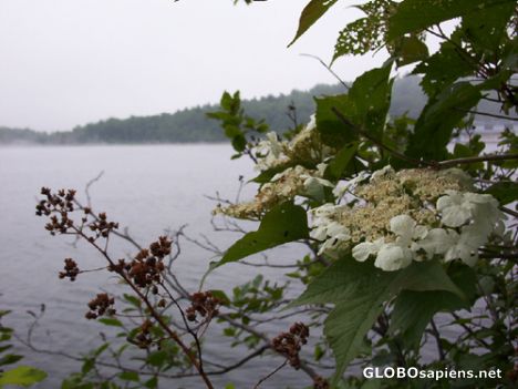 Postcard Water, flowers and trees, Rockwood Park, SJ,NB