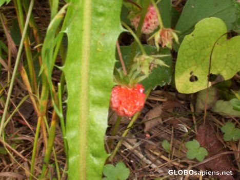 Postcard wild strawberries, Rockwood Park, Saint John, NB