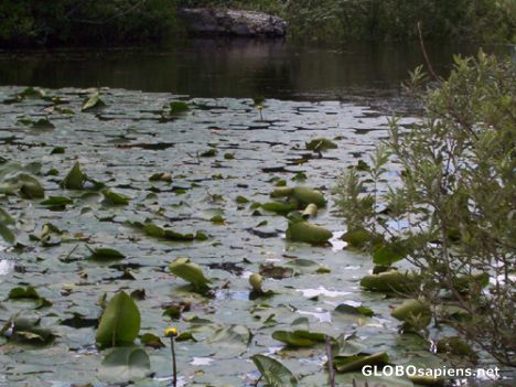 Postcard Waterlilies