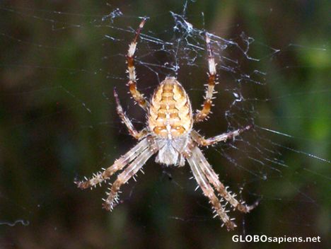 Garden Spider