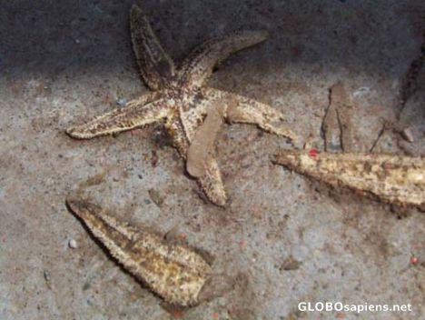 Postcard Dried Star Fish on Saint Martins docks