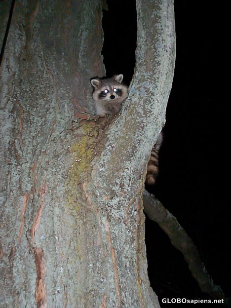 Postcard Cute racoon, Canada
