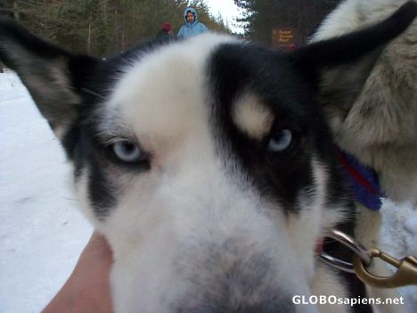 Postcard Blue Eyes, Canada