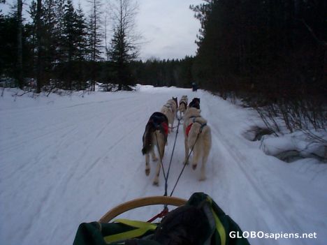Postcard Dog team, Algonquin National Park, Canada