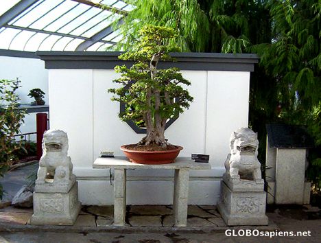 Postcard Garden of Weedlessness (Penjings), Montreal,