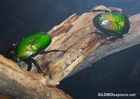 Postcard Live Green Scarab