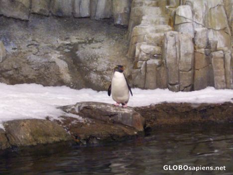 Postcard Razorbills preparing for a swim, Biodome