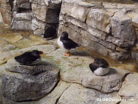 Postcard Biodome, Montreal