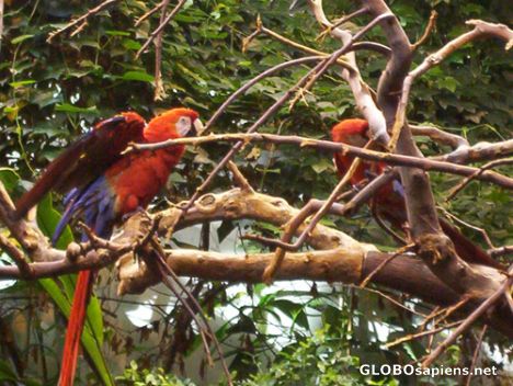 Postcard Wild parrots  in the `Tropical Forest` Biodome