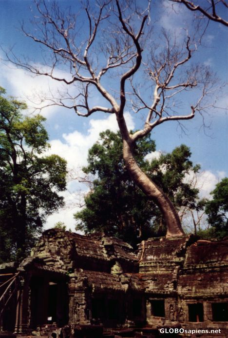 Postcard Trees on Buildings