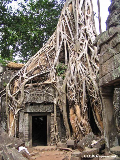 Postcard Ta Prohm