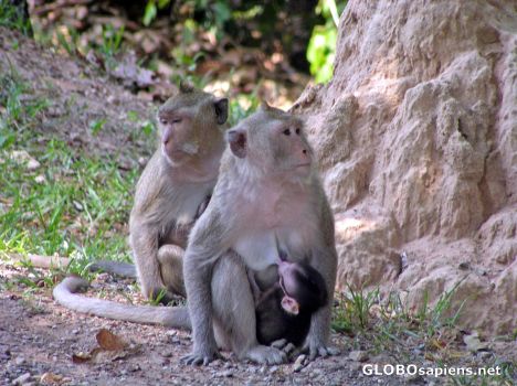 Postcard Monkeys
