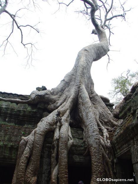 Postcard tree claws
