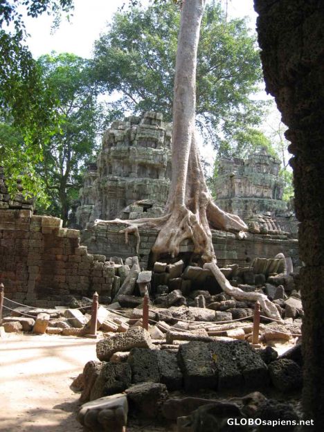 Postcard Ta Phom Ruins - Bayon - Ficus Tree roots in wall