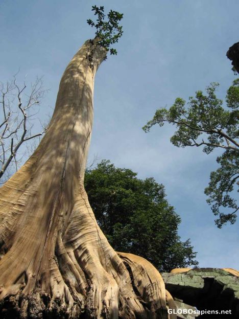 Postcard Ta Phom Ruins - The biggest root among them all.