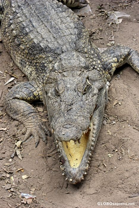 Postcard Crocodile Farm in a Siem Reap Suburb
