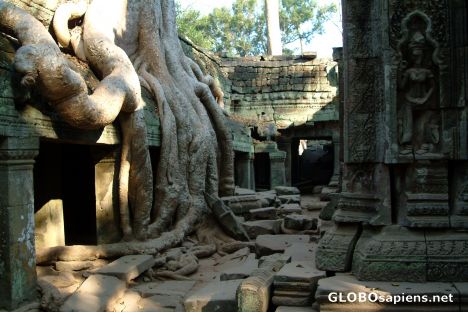 Postcard Ta Prohm Overgrown