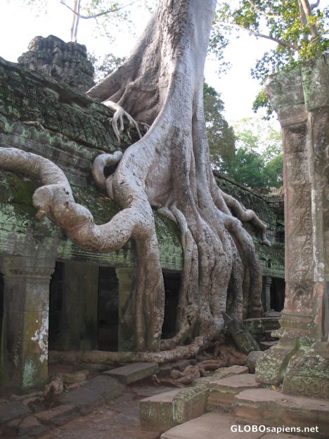 Postcard Ta Prohm